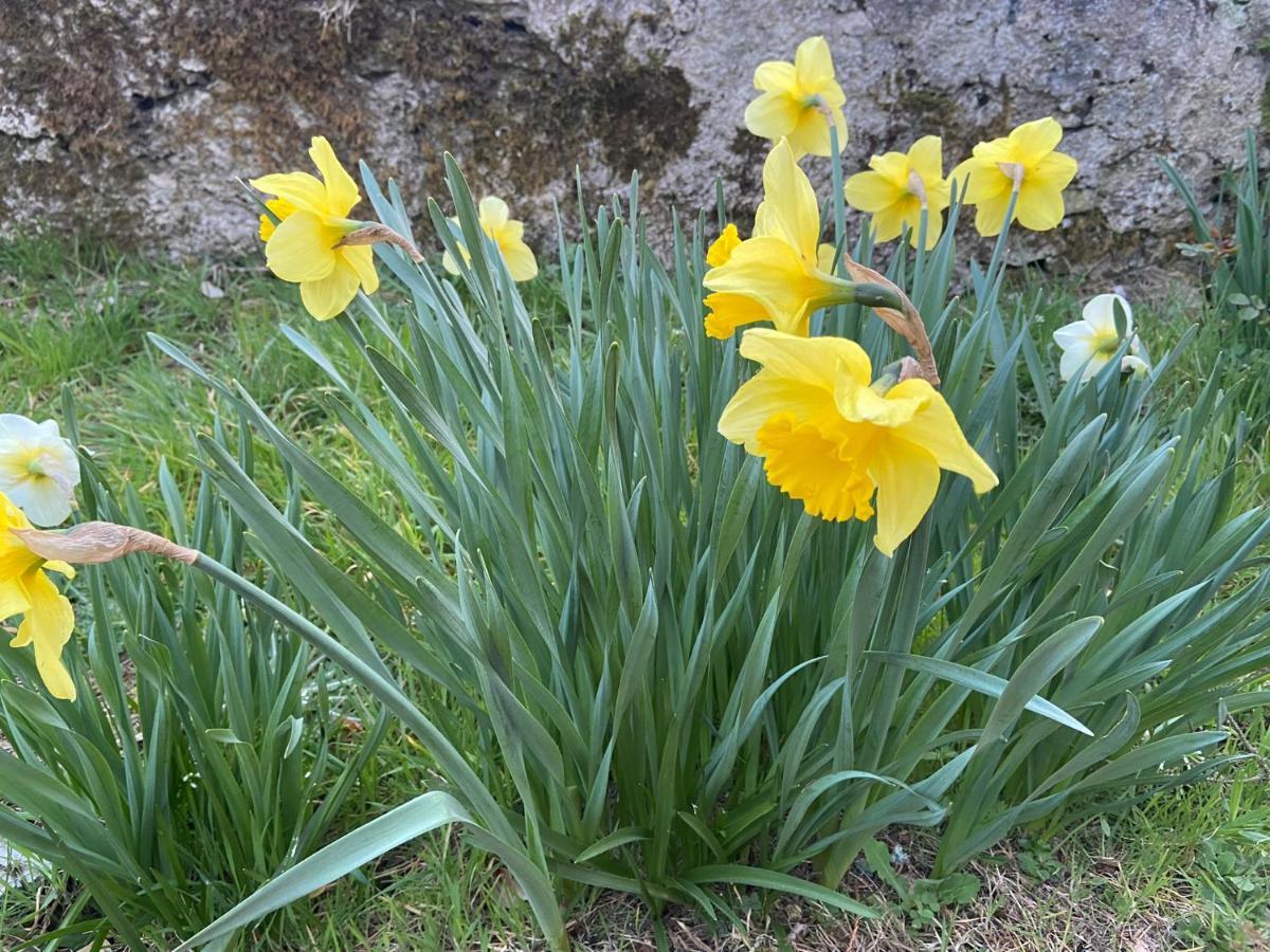 Daffodil Lodge Sligo Exterior foto